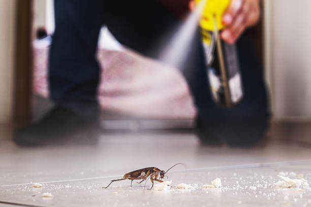 Best Insect Control  in Windsor, IL